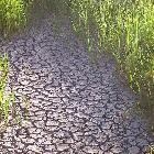 Desiccation cracks resulting from drought