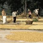 More water is needed for food production if the MDG is to be met