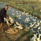 West African leaders announced their regional plan to tackle the spread of bird flu