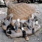 Ducks for sale at a market in Sumatra, Indonesia