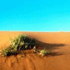 Researchers say climate change will make the Kalahari dunes spread