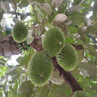 Durian
