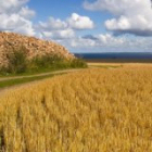 Durum wheat