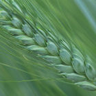 Durum wheat