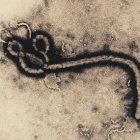The Ebola virus