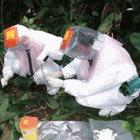 Scientists perform an autopsy of a dead gorilla infected with the Ebola virus