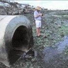 Green algae grow near an effluent pipe in the south-western lagoon of New Caledonia