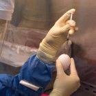 Inoculating an egg with H5N1 virus: a potential vaccine appears to protect against multiple virus strains