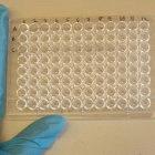 A 96-well microtiter plate commonly used for ELISA testing