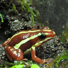 Rana Epipedobates anthonyi
