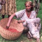 Ethiopian coffee farmer