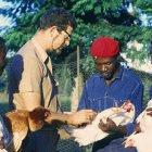 An FAO official gives advice on bird health in Cameroon