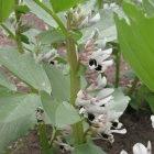 Faba beans make more phosphorous available in soil