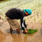 Farmer transplanting rice