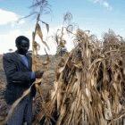 Fertiliser trees should increase productivity of maize crops in Malawi