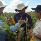Farmers exchanging ideas over
GM corn