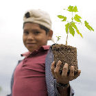 A Bolivian farmer holds a seedling