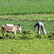 Farming in Egypt