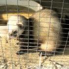 Ferrets' respiratory tract cells interact with flu viruses similarly to those in humans