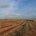 Cultivo de caña de azúcar