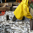Faena de pesquería