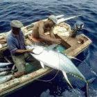 Cape Verde fishermen catching tuna