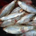 Infected fishes caught in the Zambezi river