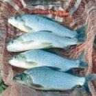 The loss of the flannelmouth had a major effect on the flow of carbon in the river