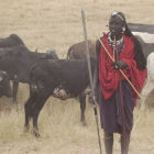 Maasai with cattle