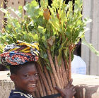 Boy carrying sugar cane