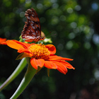 Flor y mariposa Colombia