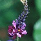 Kudzu, flowering plant