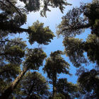 forestcanopy_flickr_ifijay_subtopic_image forestcanopy_flickr_ifijay_subtopic_image