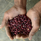 Frijoles