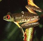 La rana arborícola de ojos rojos es una de las especies amenazadas por la deforestación