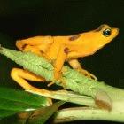 The Panamanian golden frog is among the 110 species of harlequin frog