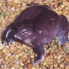 The newly discovered frog species Nasikabatrachus sahyadrensis