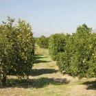 Algeria will share its expertise in cultivating fruit trees
