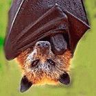 Food dropped by fruit bats like this flying fox could be spreading viruses to people