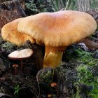 Fungi