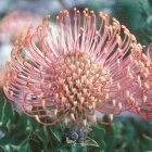 The protea, unique to South Africa