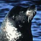 Galapagos sea lion