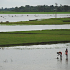 Ganges-Brahmaputra delta