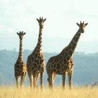 Giraffes in Kenya