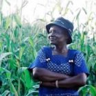 gmMaize_MtubabtubaSAfricaCedricNunnBiowatch