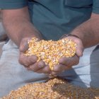 gmseeds_monsanto