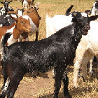 Goats in Uganda