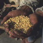 Golden Rice, enhanced for b-carotene to help fight vitamin A deficiency