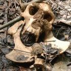 Ebola virus can be diagnosed from gorilla bones