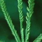 The COP decision could bring access to information about biodiversity a step closer, say researchers